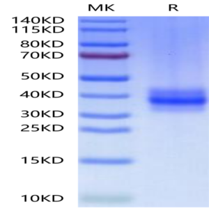 Human FOLR3 Protein (FOL-HM1R3)