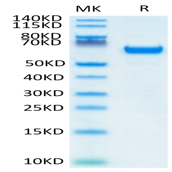 Human FOLR1 Protein (FOL-HM2R2)