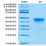 Biotinylated Human FOLR1 Protein (FOL-HM4R1B)