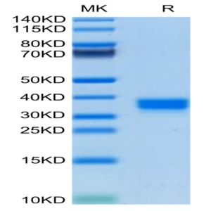 Mouse FOLR2 Protein (FOL-MM1R2)