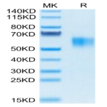 Biotinylated Human Fc gamma RI/CD64 Protein (FRI-HM464B)