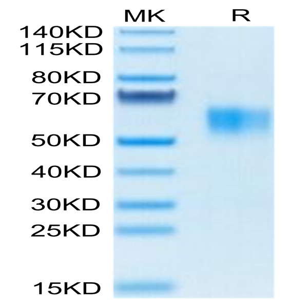 Biotinylated Human Fc gamma RI/CD64 Protein (FRI-HM464B)