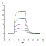 Mouse Fc gamma RI/CD64 Protein (FRI-MM164)