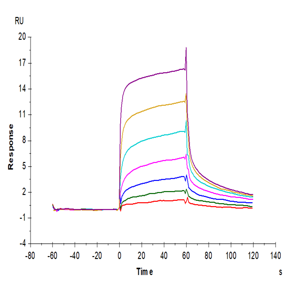 Cynomolgus/Rhesus macaque FcRn Protein (FRN-CM101) Cynomolgus/Rhesus macaque FcRn Protein (FRN-CM101)