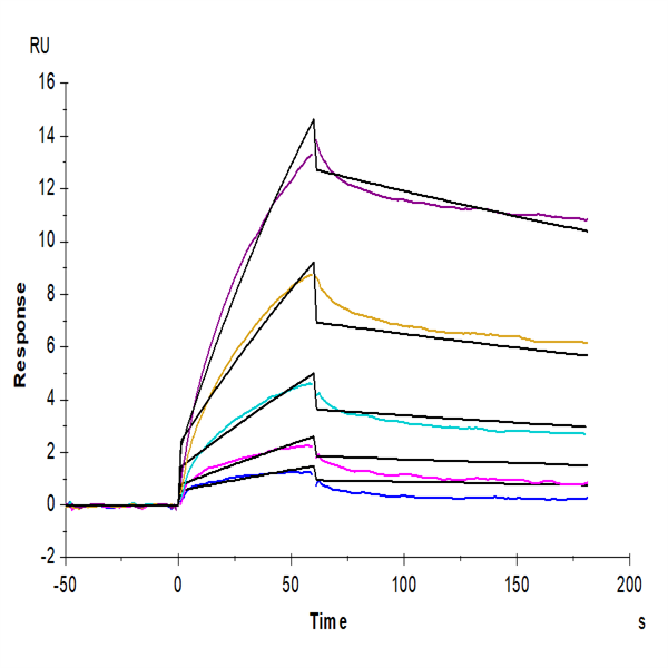 Cynomolgus/Rhesus macaque FcRn Protein (FRN-CM101)