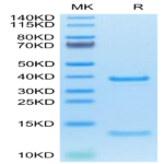 Cynomolgus/Rhesus macaque FcRn Protein (FRN-CM101)