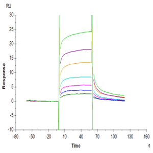 Biotinylated Cynomolgus FcRn Protein (FRN-CM401B)