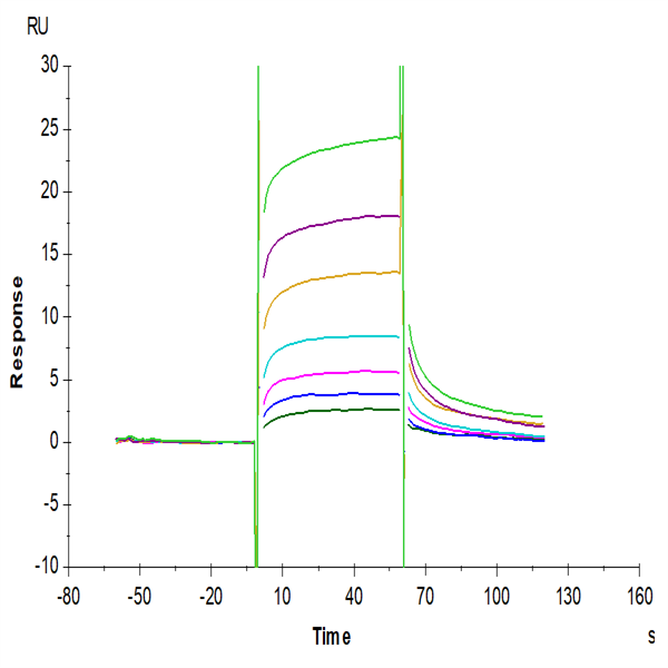 Biotinylated Cynomolgus FcRn Protein (FRN-CM401B) Biotinylated Cynomolgus FcRn Protein (FRN-CM401B)