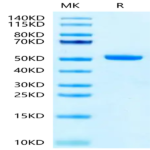 Biotinylated Cynomolgus FcRn Protein (FRN-CM401B)