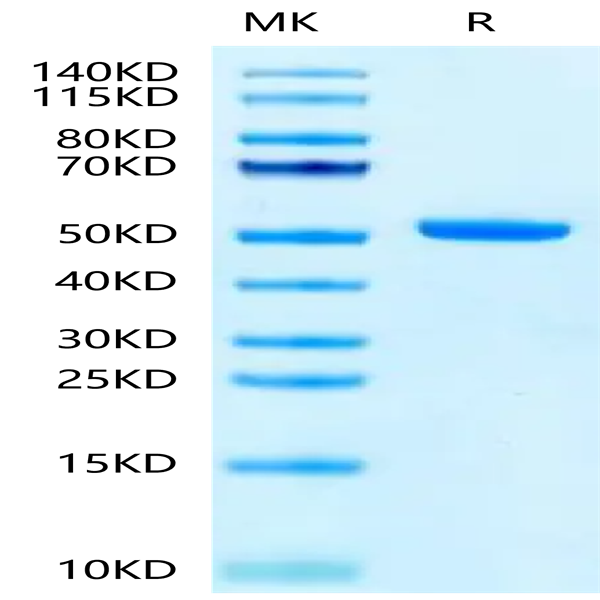 Biotinylated Cynomolgus FcRn Protein (FRN-CM401B)