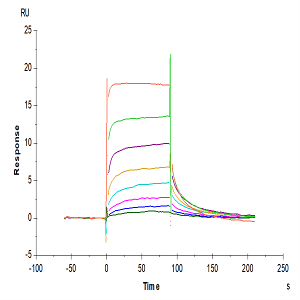 Human FcRn Protein (FRN-HM101) Human FcRn Protein (FRN-HM101)