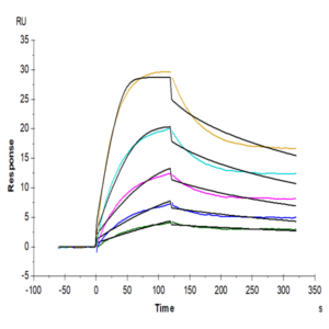 Mouse FcRn Protein (FRN-MM101)