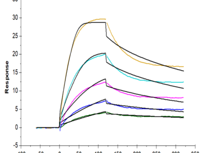 Mouse FcRn Protein (FRN-MM101)