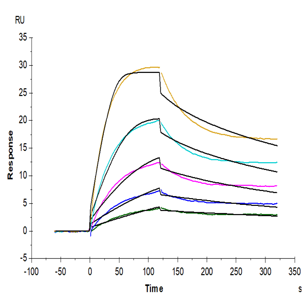 Mouse FcRn Protein (FRN-MM101) Mouse FcRn Protein (FRN-MM101)