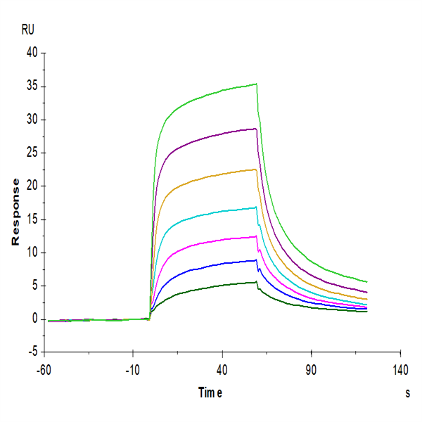 Mouse FcRn Protein (FRN-MM101)