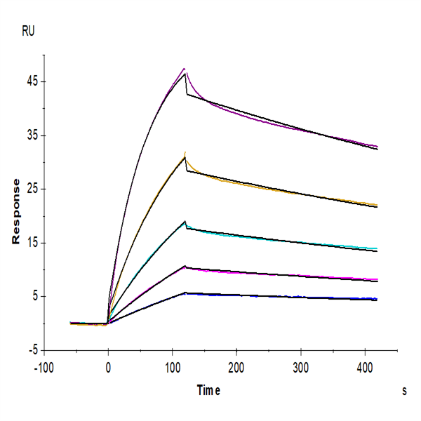Mouse FcRn Protein (FRN-MM101)