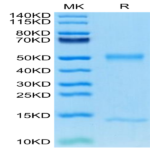 Mouse FcRn Protein (FRN-MM101)