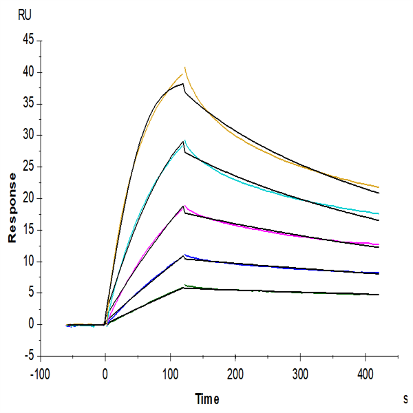 Cynomolgus/Rhesus macaque TNFSF15 Protein (FSF-CM115) Cynomolgus/Rhesus macaque TNFSF15 Protein (FSF-CM115)