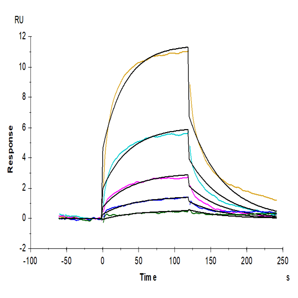 Cynomolgus GITR Ligand/TNFSF18 Protein (FSF-CM118) Cynomolgus GITR Ligand/TNFSF18 Protein (FSF-CM118)
