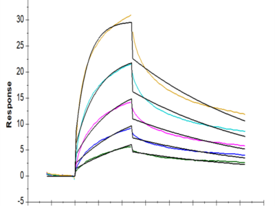 Human GITR Ligand/TNFSF18 Trimer Protein (FSF-HM218)