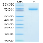 Human GITR Ligand/TNFSF18 Trimer Protein (FSF-HM218)