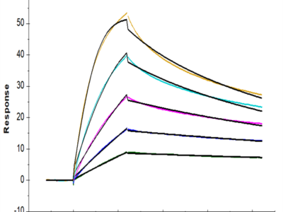 Human TNFSF15 Trimer Protein (FSF-HM415)