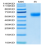 Biotinylated Human GITR Ligand/TNFSF18 Trimer Protein (Primary Amine Labeling) (FSF-HM418B)