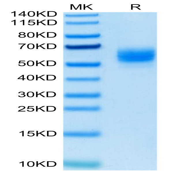 Biotinylated Human GITR Ligand/TNFSF18 Trimer Protein (Primary Amine Labeling) (FSF-HM418B)