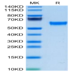 Mouse TNFSF15 Protein (FSF-MM215)