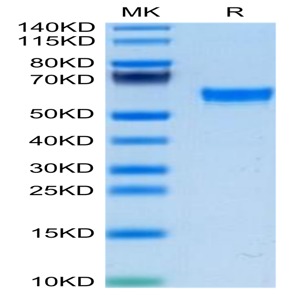 Mouse TNFSF15 Protein (FSF-MM215)