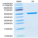 Mouse GITR Ligand/TNFSF18 Protein (FSF-MM218)