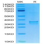 Mouse TNFSF15 Protein (FSF-MM415)