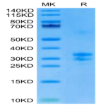 Biotinylated Mouse TNFSF15 Protein (FSF-MM415B)