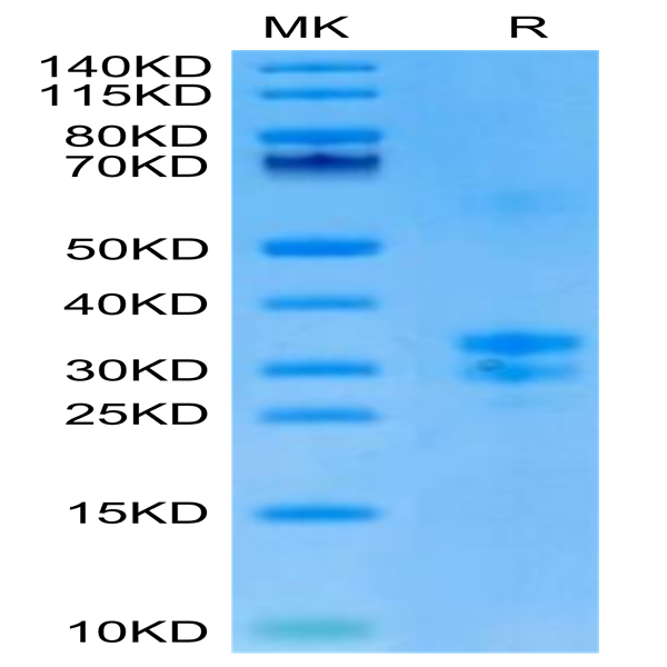 Biotinylated Mouse TNFSF15 Protein (FSF-MM415B)
