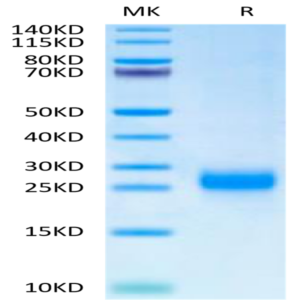 Cynomolgus FSHB Protein (FSH-CM10B)