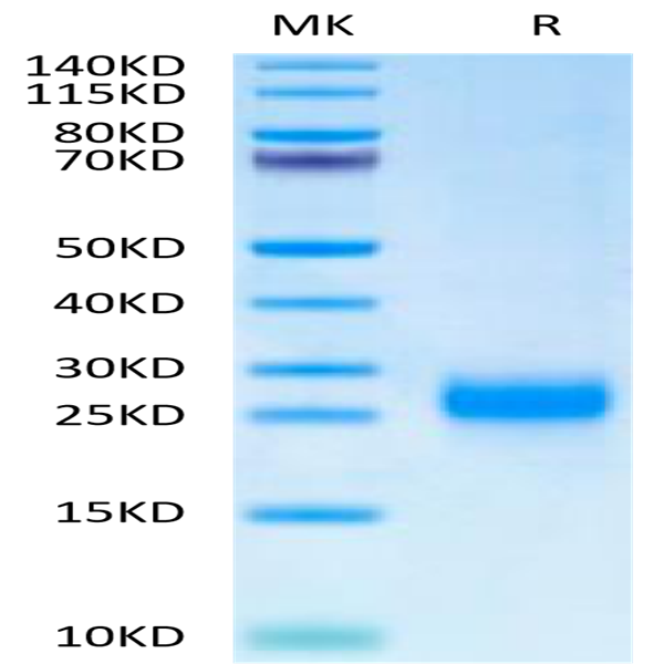 Cynomolgus FSHB Protein (FSH-CM10B)