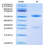 Human FSH alpha&beta Protein (FSH-HM1AB)