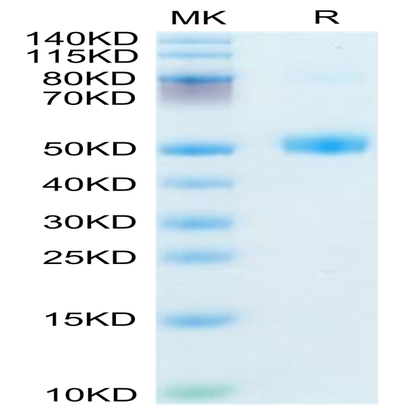 Mouse FSHB Protein (FSH-MM201)
