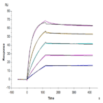 Mouse FSTL3 Protein (FTS-MM1L3)