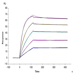 Mouse FSTL3 Protein (FTS-MM1L3)