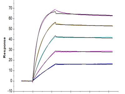 Mouse FSTL3 Protein (FTS-MM1L3)