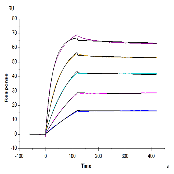 Mouse FSTL3 Protein (FTS-MM1L3) Mouse FSTL3 Protein (FTS-MM1L3)