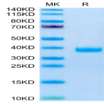 Mouse FSTL3 Protein (FTS-MM1L3)