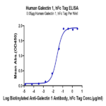 Human Galectin 1 Protein (GAL-HM201)