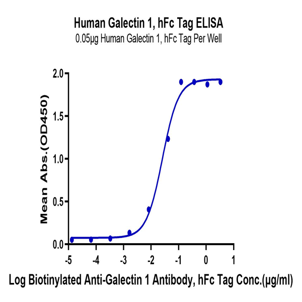 Human Galectin 1 Protein (GAL-HM201) Human Galectin 1 Protein (GAL-HM201)