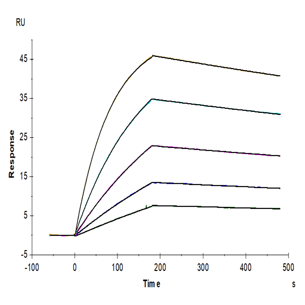 Cynomolgus GAS6 Protein (GAS-CM106) Cynomolgus GAS6 Protein (GAS-CM106)