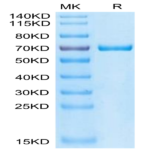 Cynomolgus GAS6 Protein (GAS-CM106)