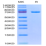 Human GAS6 Protein (GAS-HM116)