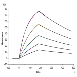 Mouse GAS6 Protein (GAS-MM106)
