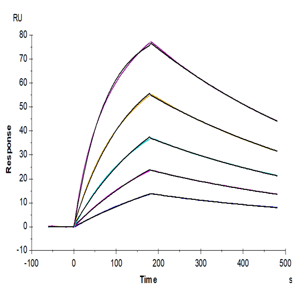 Mouse GAS6 Protein (GAS-MM106) Mouse GAS6 Protein (GAS-MM106)